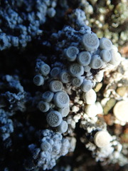 Lecanora rupicola
