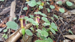 Fuchsia procumbens