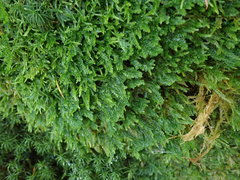 Plagiothecium denticulatum