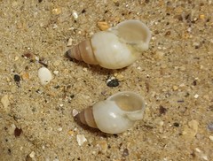 Nassarius particeps
