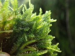 Plagiothecium denticulatum