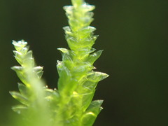 Plagiothecium denticulatum