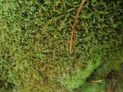 Plagiothecium piliferum