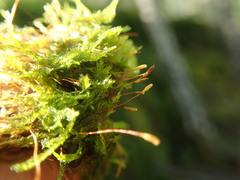 Plagiothecium piliferum