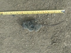 Peromyscus californicus