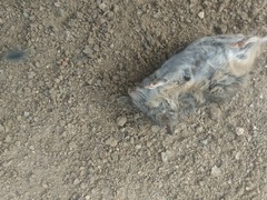 Peromyscus californicus