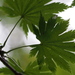 Full Moon Maple - Photo (c) harum.koh, some rights reserved (CC BY-SA), uploaded by harum.koh