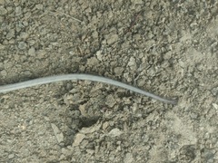 Peromyscus californicus