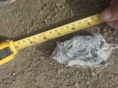 Peromyscus californicus