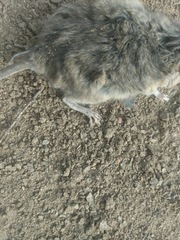 Peromyscus californicus