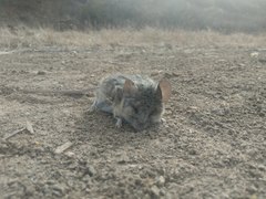 Peromyscus californicus