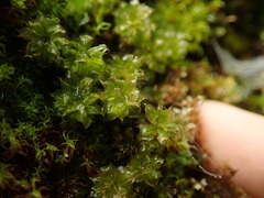 Plagiomnium venustum