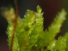 Scleropodium