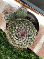 Mammillaria beneckei