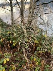 Chamaenerion angustifolium