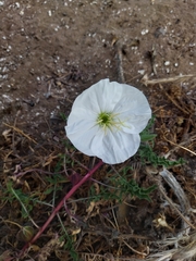 Oenothera acaulis