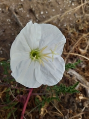 Oenothera acaulis