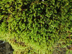 Racomitrium ryszardii