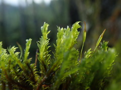 Racomitrium ryszardii