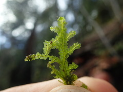Porella cordaeana