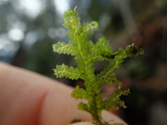 Porella cordaeana