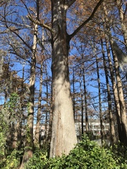 Taxodium distichum