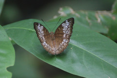 Euthalia monina monina