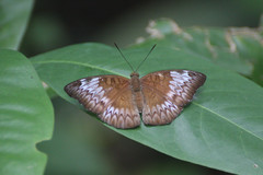 Euthalia monina monina