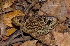 Calliodes pretiosissima