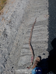 Pituophis lineaticollis