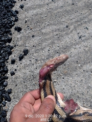 Pituophis lineaticollis