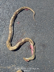 Pituophis lineaticollis