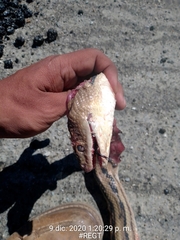 Pituophis lineaticollis