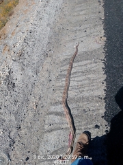 Pituophis lineaticollis