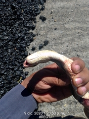 Pituophis lineaticollis