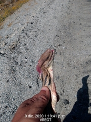 Pituophis lineaticollis