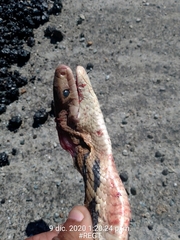 Pituophis lineaticollis