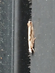 Erechthias fulguritella