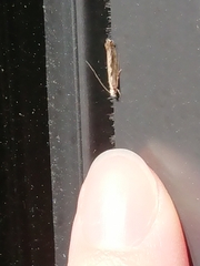 Erechthias fulguritella