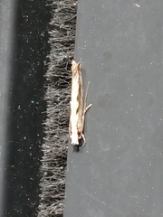 Erechthias fulguritella