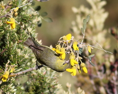 Chlorodrepanis virens wilsoni
