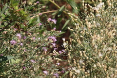 Centaurea ×psammogena