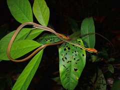 Dendrelaphis cyanochloris