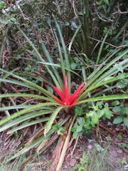 Bromelia antiacantha