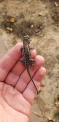 Sceloporus occidentalis