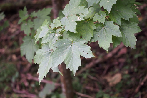 Image of Acer diabolicum by (c) harum.koh, some rights reserved (CC BY-SA)