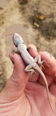Sceloporus occidentalis