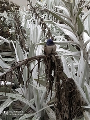 Oreotrochilus chimborazo