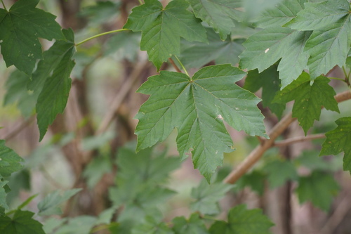 Image of Acer diabolicum by (c) harum.koh, some rights reserved (CC BY-SA)