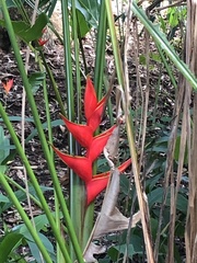 Heliconia bihai